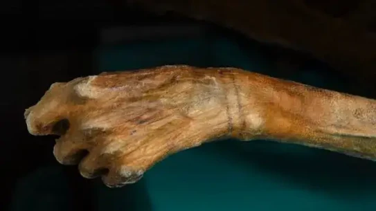 ...